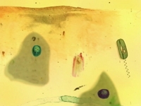 R MUTT CELL - An animation by Gideon Klindt