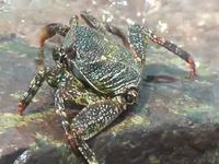 Krab