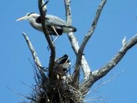 Great Blue Herons Nesting at Bolsa Chica