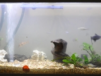 Moving and Fish Tank Timelapse Photography - VancityAllie.com