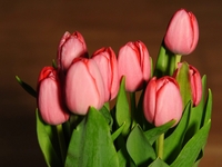 Tulips dance