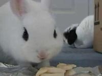 Nom