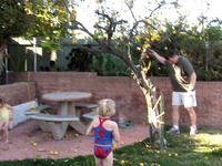 Shaking the lemon tree