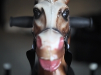 5D MarkII Initiation With Jimmy the Wonder Horse