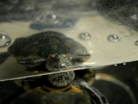 Slider Turtle