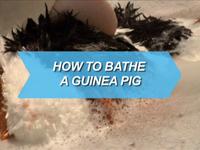 How to bath a Guinea Pig, DIRECTORS CUT!