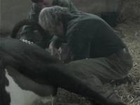 Cow gives birth to a dude