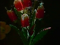 Fiberoptic Tulips