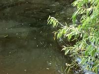 baby gators