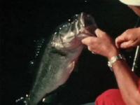 Bigmouth