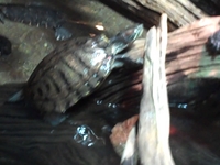 Van Licks the Turtle Tank