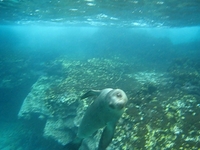 Sea Lion Pup swimming
