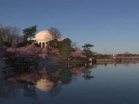 Cherry Blossoms in DC Part II • 2009 HD