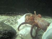 Hermit Crab Changing Homes