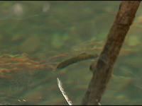 Baby Coho salmon in Lagunitas Creek