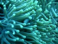 Diving @ Koh Toa