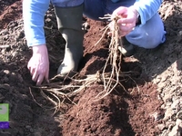 A guide to planting asparagus