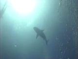 Loose-Fish Trailer