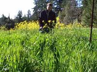Hess Collection Vineyard Cover Crops