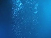 Buceo Canarias / Diving in the Canary Islands