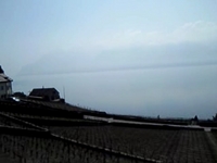 Lavaux Vineyards