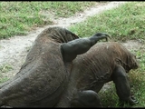 Hunting Komodo Dragons by Camera