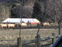 Awesome Elk in my yard