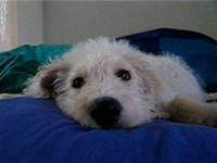 My Awesome Pup Mishka
