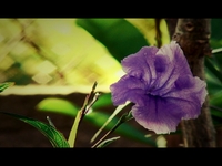 Sony HDR-HC1 Cinema Effect Test