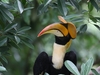 Great Hornbill (Jättenäshornsfågel)