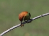 Bee-eaters (Bi-ätare)