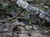 Thrushes (Trastar)