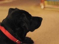 Cocoa very interested in our movie