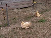 Baby Chicks & Goat