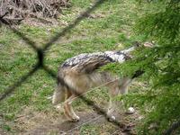 wolf at oregon zoo