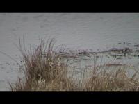 Muskrat Ramble