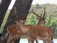 A trip to the land of deer - Badija
