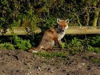 fox