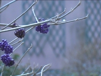 Fleur d'hiver et de printemps