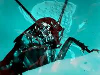 The Souls of Insects