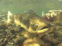 See video