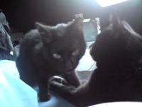 2 of my 3 cats (^_^)