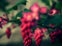 Naturalia