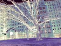 Lost Asylum Lost Asylum
