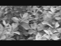 Trippy Days Promo