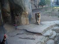 watching the cat