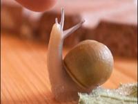 Structure of a Snail Shell