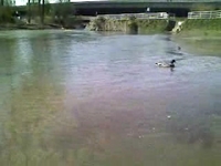 duck