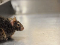 Lonely mouse in search of Romance