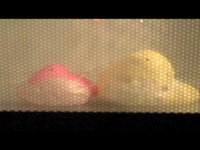 PEEPFIGHT
